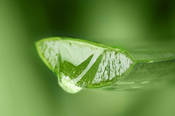 ALOEVERA GEL